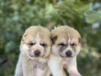 Japon Akita yavrularım