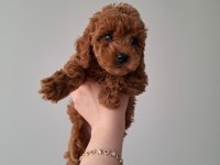 Fırsat Yavruları Evde büyüyen Toy Poodle Bebekler
