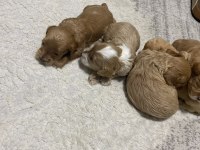 Maltipoo Kalite Yavrular Irk Sağlık Garantili