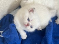 Uysal Dişi Bebek British Shorthair