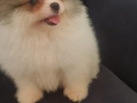 Mersin orjinal pomeranian boo yavrular