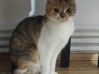 Ücretsiz Sahiplendirme Scottish Fold 1 Yaşında