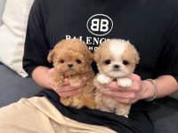 ÜST KALİTE MALTİPOO YAVRULARIMIZ