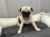 3 aylık saf kan teacup pug