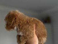Daha iki aylık cavapo toy poodle