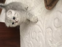 Scottish fold silver erkek yavrumuz teslime hazır