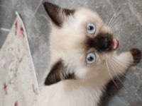 British shorthair ve blue point