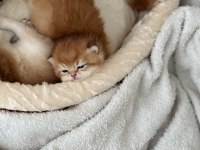 British shorthair yavrular