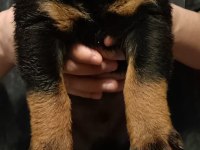 Kalitenin de kalitesi koca kafa erkek rottweiler