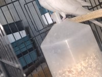 Albino lutino takım sultan papağanı
