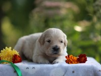 Golden Retriever Adrese Teslim Kapıda Ödeme Yapabilirsiniz