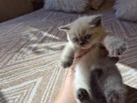 BLUE POINT KEDİMİZ SAHIPLENDIRILECEKTIR