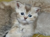 British Longhair