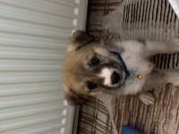 48 günlük kırma yavru köpeğe acil yuva