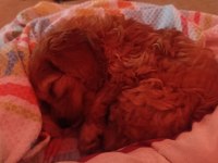 3 aylık maltipoo bebek