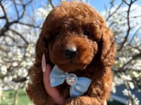 ŞAMPİYON POODLE BEBEKLER GELDİ