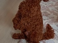 Gerçek Bir Toy Poodle