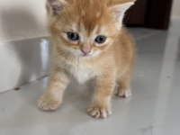 British shorthair yavrular
