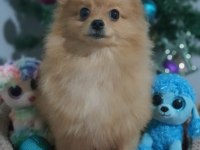 Orjinal Pomeranian Şecereli