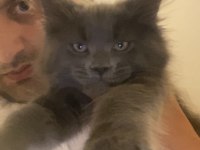 Xxxl Erkek Maine Coon