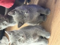 Uygun british shorthair yavrular