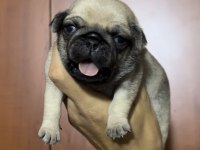 PUG KÖPEKLER REZERVEYE AÇIK SADECE