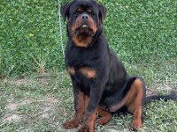 A Şecereli Üst Düzey Kaliteli Genç Rottweiler