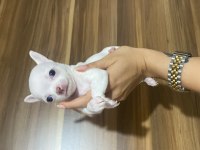 Acil chihuahua bebeklerimi sahiplendiriyorum acil