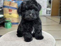 Siyah Maltipoo Oğlumuz Rolex