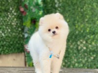 Pomeranian boo yavrular