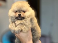 POMERANİAN BOO YAVRULAR