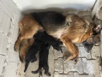 A Kalite ALMAN KURDU YAVRULARI