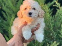 Maltipoo Yavrular Adrese Gönderim ve Kapıda Ödeme Vardır