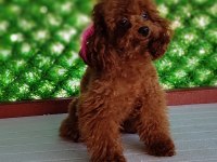 Kaliteli Poodle Bebekler
