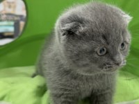 Scottish fold dişi yavrumuz