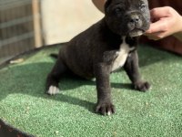 Dev anne babadan cane corso