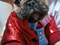 PLATİN SARISI ÇOK TATLI FRENCH BULLDOG KIZIMIZ