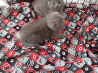 Safkan scottish fold yavrular