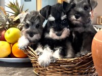 FCI şecereli Miniature Schnauzer'ler