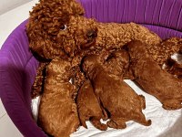 Toy Poodle yavrular hazır Ankara mağazamızda  görün 