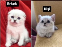 1 yetişkin 2 yavru scottish fold