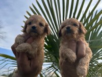 Toy Poodle Yavrularımız