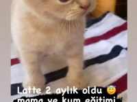 Scottish fold yavrularımız yeni yuvalarına gitmeye hazır