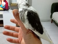 Ele alışkın yavru sultan papağanı