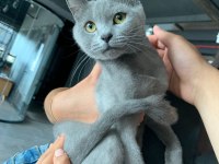 Uysal british shorthair balımıza yeni yuva