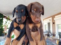IRK GARANTİLİ DOBERMAN YAVRULAR