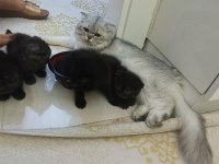 Yavru kedimiz 2 aylık