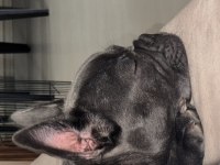 6 aylık sosyal erkek fransız bulldog