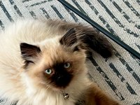 Acil mama karşılığında verilecek birman kedisi