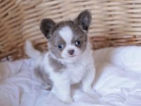 Xs Dişi Erkek Safkan Chihuahua Yavrularımız